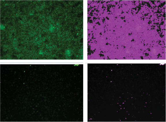 A viability dye allows live cell measurement