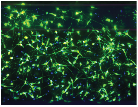 Live cell staining of neurons