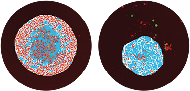 Segmentation masks showing identification of spheroids in teal and live nuclei in red