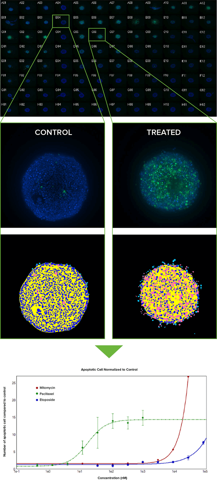 Montage of image thumbnails of HCT116 spheroids in a 96-well plate