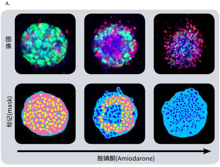 Amiodrane-Phenotypic changes in the spheroids after compound treatment