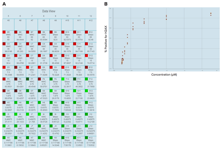 DNA damage responses to MMC