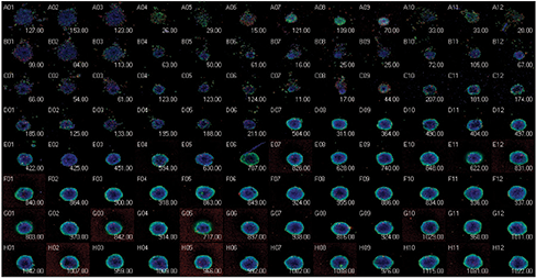 spheroid assay in the 96-well plate format