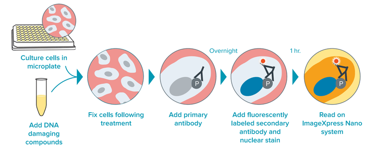DNA damage IF assay