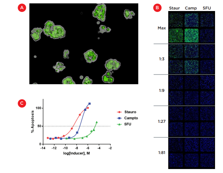 Induction of apoptosis in Matrigel-embedded cultures