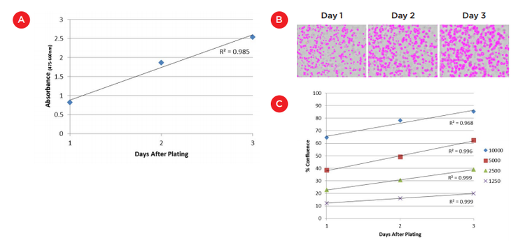 Analysis of cell growth on/in Matrigel