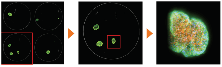 QuickID was used to streamline spheroid image acquisition