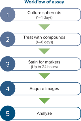 Workflow of Assay