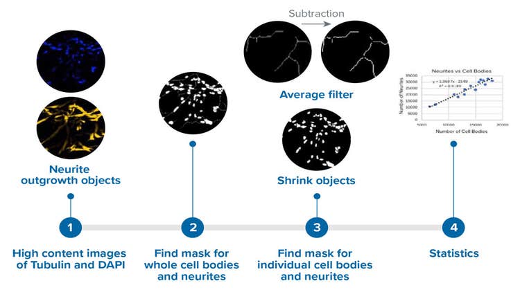 The neurite outgrowth analysis workflow comprises three major steps