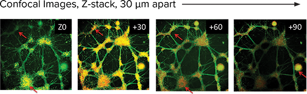 CNS.4U cells were seeded on 3DProSeed