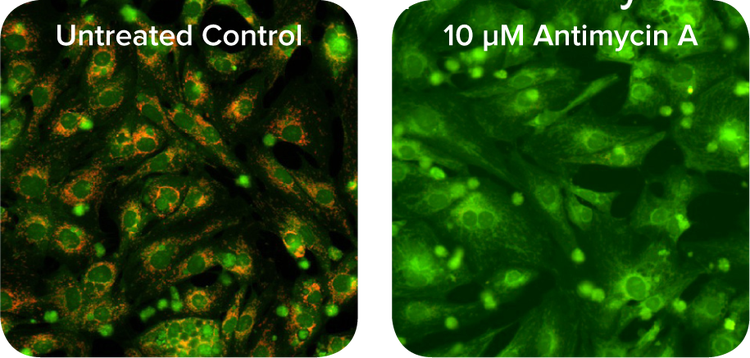 JC-10 mitochondrial membrane potential assay