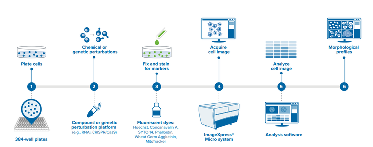 Workflow for image-based profiling