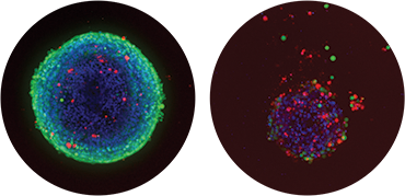 Overlaid image acquired using 10X objective showing