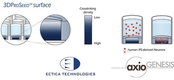 Schematic presentation of 3DProSeedTM hydrogel and seeding of neuronal cells into the matrix