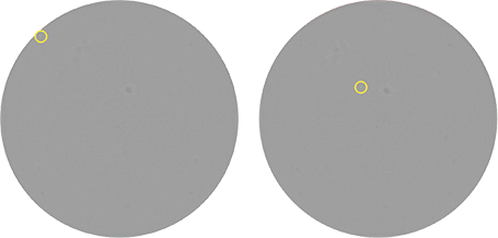 Images of the same well from a limiting dilution seeding of CHO-S cells in a 96-well plate