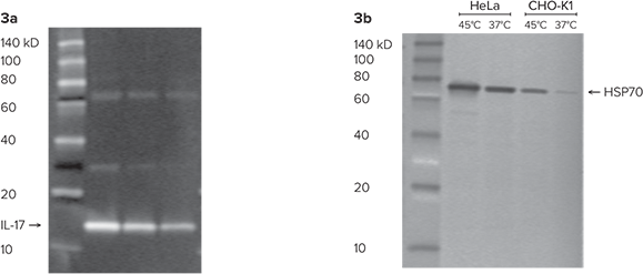 Molecular weight estimation of IL-17