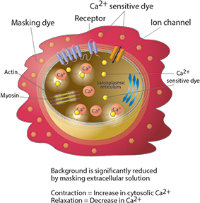 EarlyTox Cardiotoxicity Kit assay principle