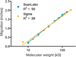 Migration vs. molecular weight