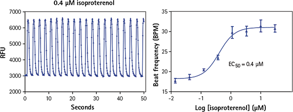 iPSC derived cardiomyocytes treated with isoproterenol show increased beat frequency