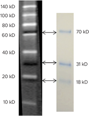 ScanLater Western Blot Protein Ladder