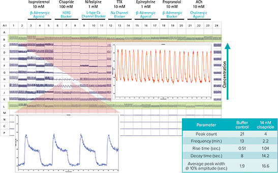 FLIPR Tetra System cardiomyocyte assay capabilities