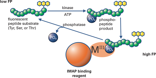 IMAP FP assay principle