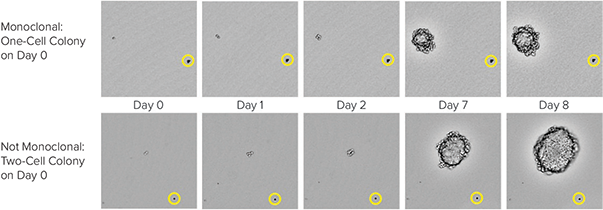 CHO-S cell growth in CloneMedia CHO Growth A semi-solid media