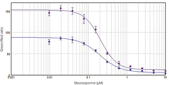 Concentration response curves for HeLa cells treated with staurosporine for 24 hours