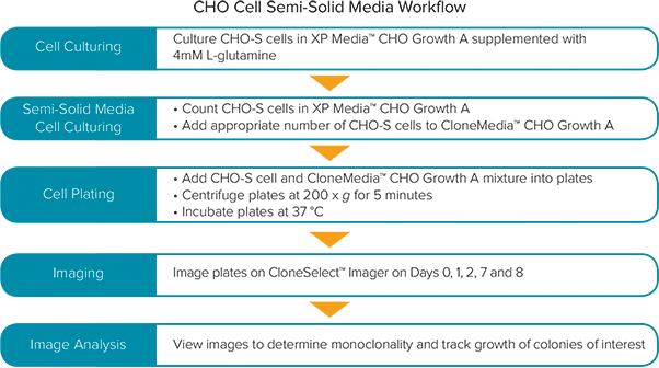 Overview of tracking single cell outgrowth in CloneMedia CHO Growth A media
