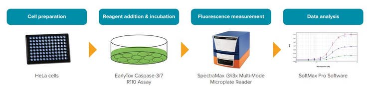 EarlyTox Caspase-3/7 R110 Assay workflow