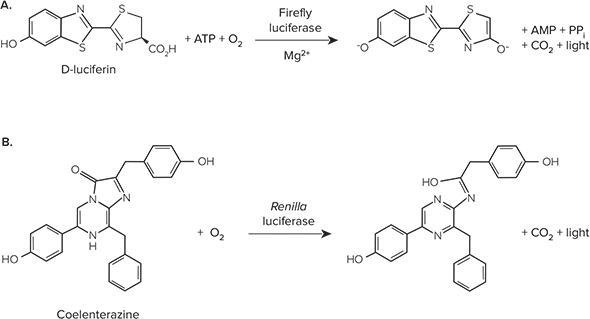 Bioluminescent reactions catalyzed by (A) firefly luciferase and (B) Renilla luciferase