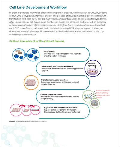 Cell Line Development Workflow