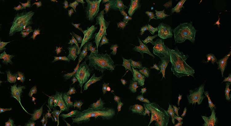 StainFree™ Cell Detection