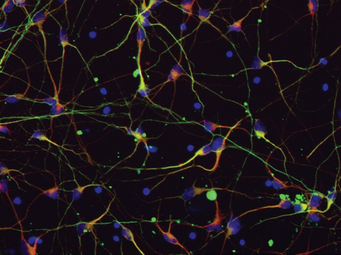 stem cell imaging