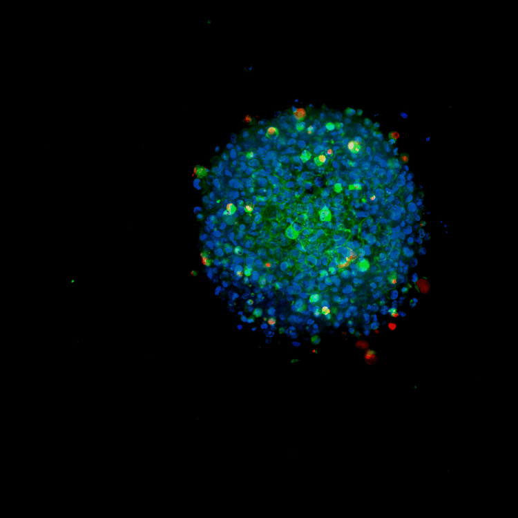 3D Cellular Images
