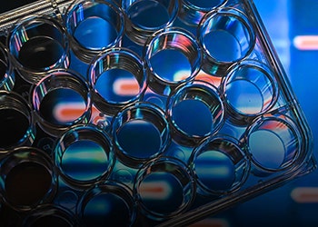 cell line development
