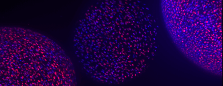 3D Cell Culture