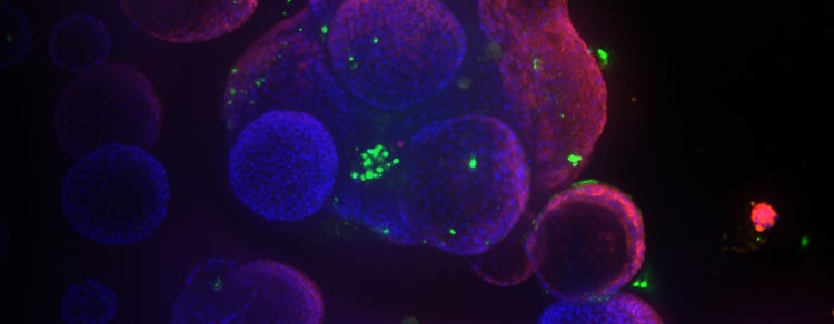3D biology imaging