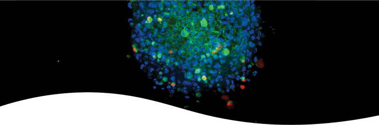 3D Neural Spheroids