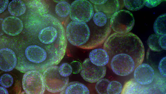 Complex Biological Assays
