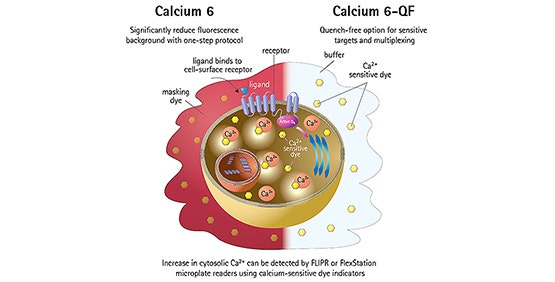 FLIPR 钙流检测试剂盒可提供用于 GPCR 和离子通道的均相溶液