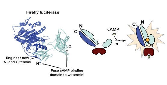活细胞 Gi 和 Gs 偶联 GPCR 第二信使信号传导