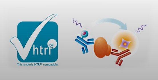 HTRF 涉及使用两个荧光基团：供体和受体