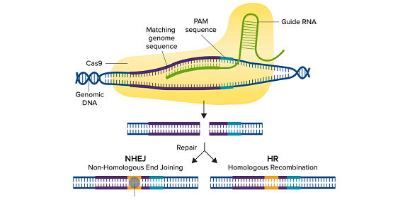 使用蛋白印迹法验证 CRISPR 编辑的细胞