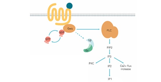 钙和 IP-One 检测（GPCR、Gq 偶联）