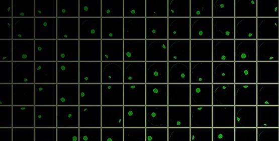 细胞系开发中的规律间隔成簇短回文重复序列 (CRISPR)