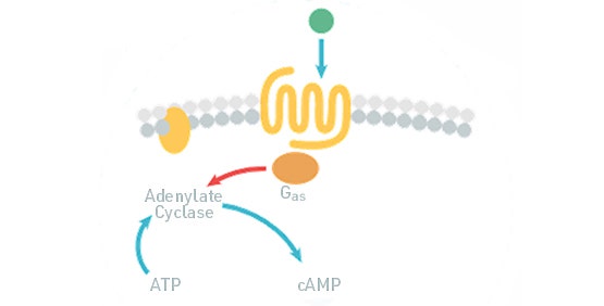 cAMP 检测（GPCR、Gi/Gs 偶联）