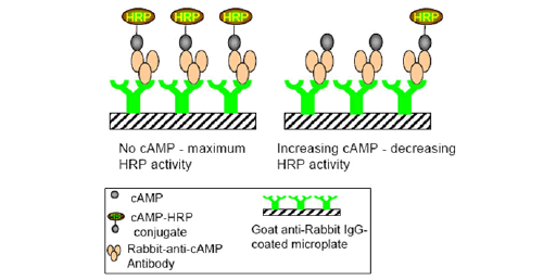 cAMP 检测 (GPCR)