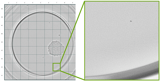 CloneSelect Imager成像仪单克隆性报告功能