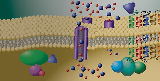 G 蛋白偶联受体 (GPCR)